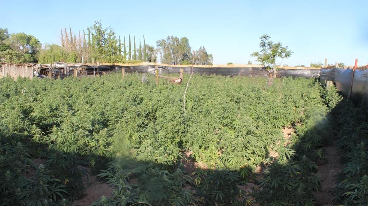 More than 3,700 marijuana plants were seized and a man was arrested after a search warrant was served at a home in Chowchilla on Thursday.