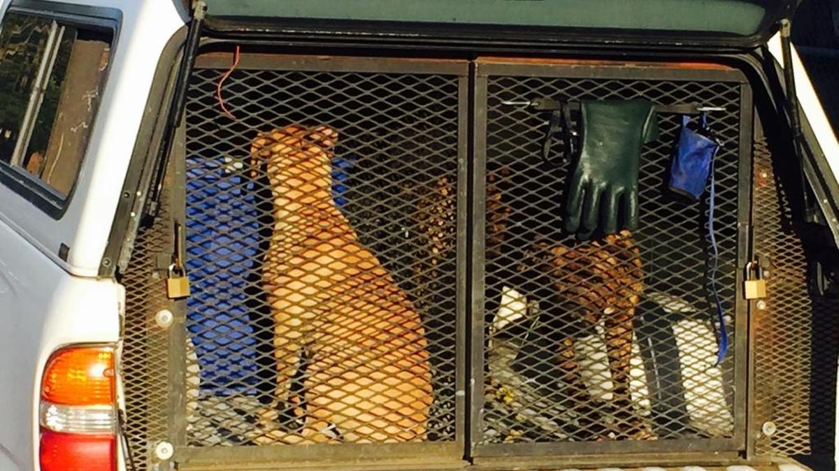 Animal control officers take custody of four dogs after a woman was mauled in Fresno early Tuesday morning, April 5, 2016.