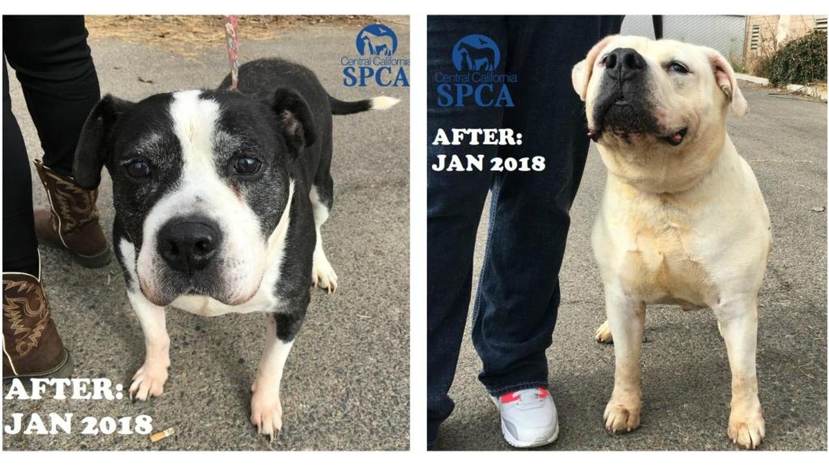 An image shows two pit bulls after they’ve been cared for. They were rescued by the Central California SPCA in December 2017.