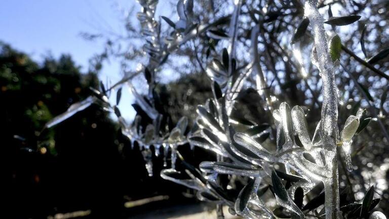 Fresno freezing temps: How to prepare your plants, pipes and power for extreme cold