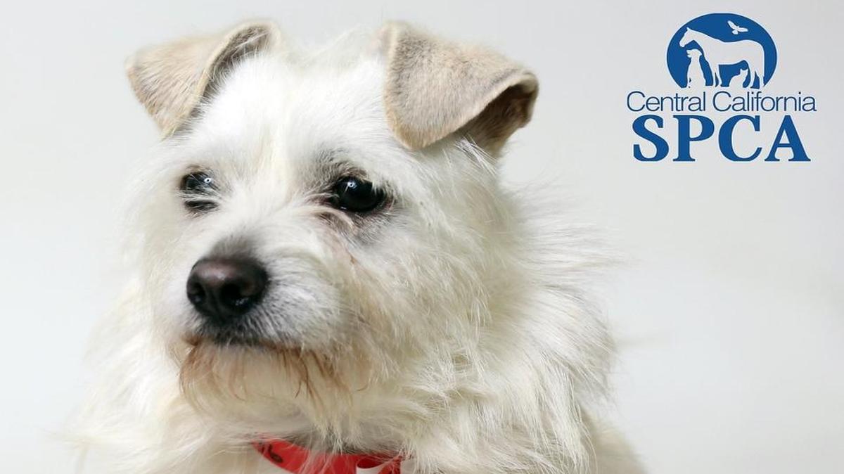 Central California SPCA is holding a Memorial Day adoption promotion Saturday through Monday.