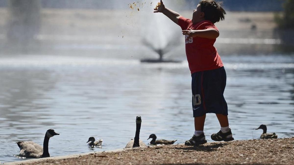 
Daniel Stempien, 5, of Fresno feeds the geese at Roeding Park in Fresno while visiting the park with his father, Thomas Stempien, on a very pleasant afternoon, Sunday, Aug. 30. 

