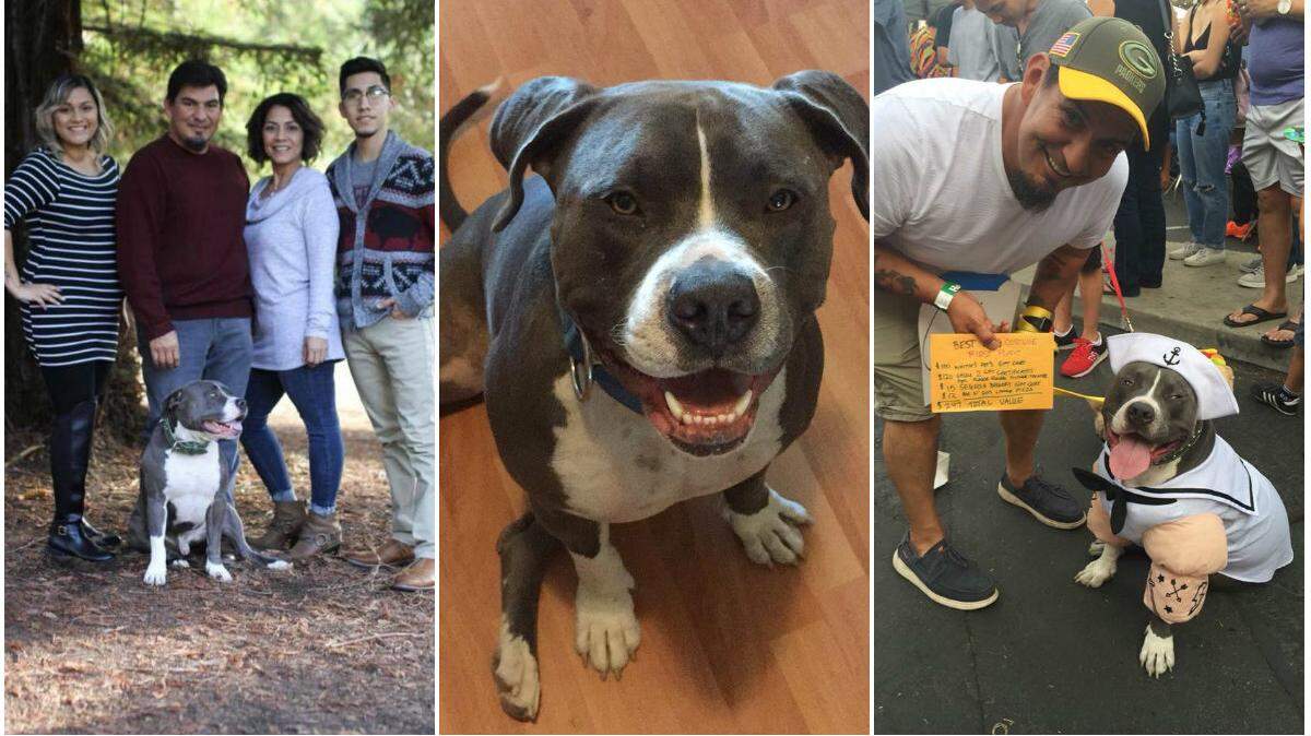 A Facebook post about a lost Fresno pit bull named Steve has been shared more than 9,000 times since Tuesday. Left: Steve with his family, Nicholas and Amy Dodson, and their children, son Stoney Dodson and daughter Vanessa Medina. Right: Steve with Nicholas Dodson after Steve won best of show in a puppy parade in Fresno's Tower District in October.  Steve was dressed as "Popeye the Sailor."