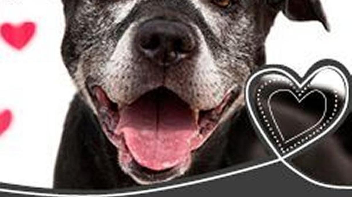 Fresno Humane Animal Services is running a Valentine’s Day-inspired campaign to get the public to adopt pets for $14 or less.