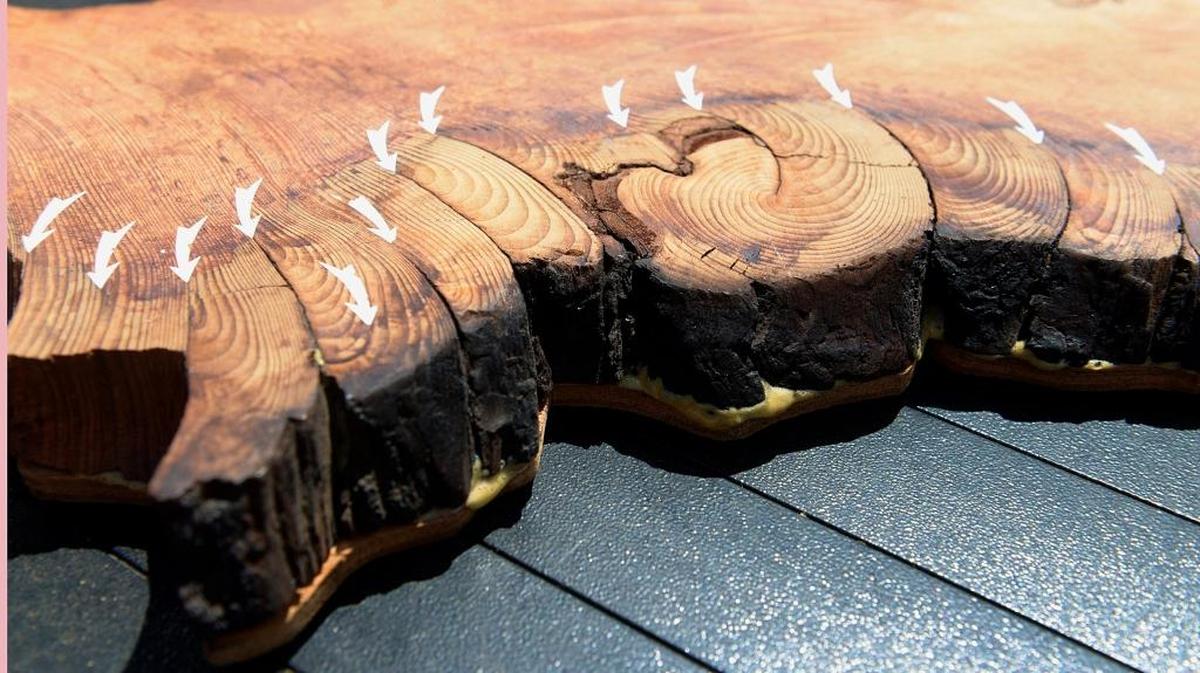 A cutaway piece of a 1,000-plus year-old giant sequoia tree from Kings Canyon National Park in eastern Fresno County has arrows on its rings to show where fire burned the tree about every 12 years on average. The width of annual tree rings an also show the abundance or lack of water in a given year.