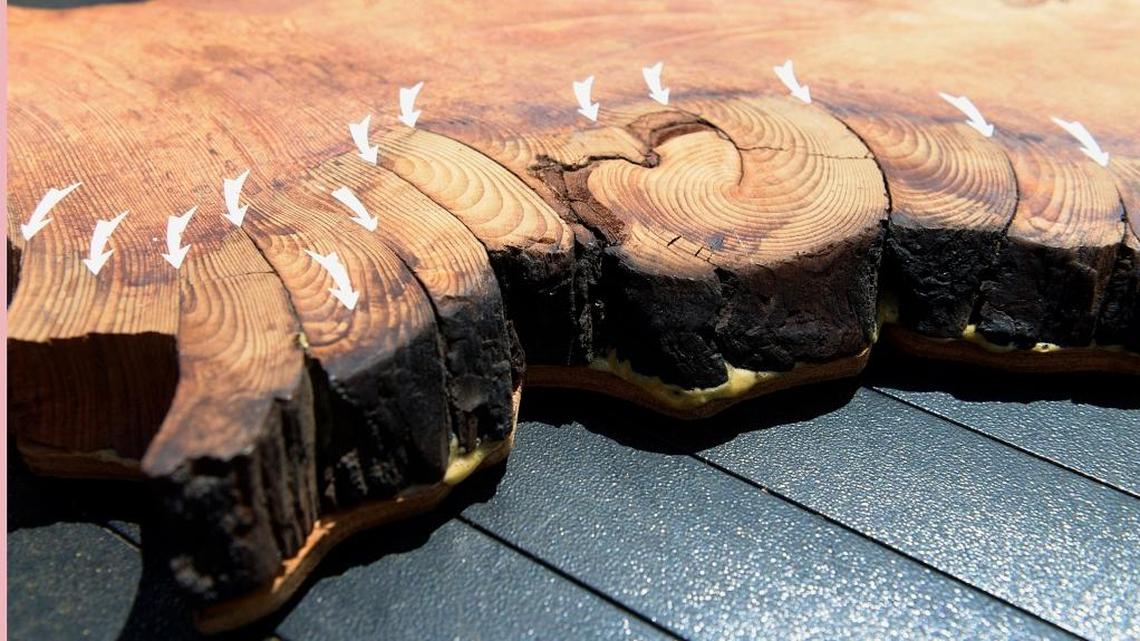 Think the Fresno region’s drought is the worst ever? Tree data will make you think again