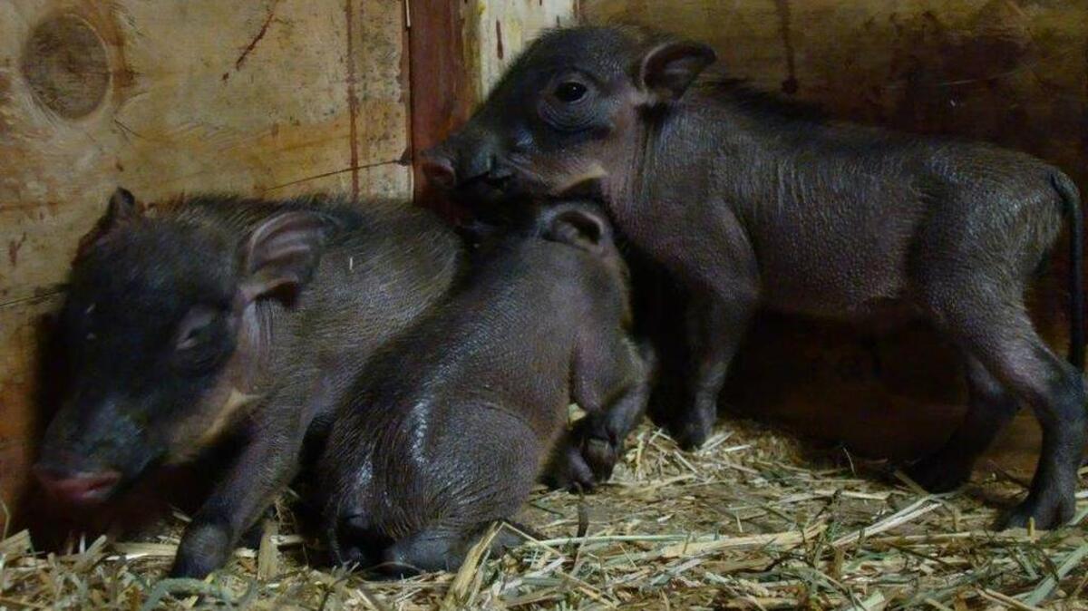 Warthogs Zuberi, Kito and Makena were born on May 8, 2015 at Fresno Chaffee Zoo.