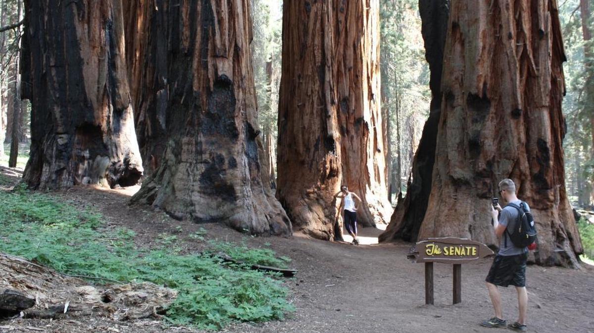 Hikers at the Senate cluster of giant sequoias along Sequoia National Park’s Congress Trail in 2016.