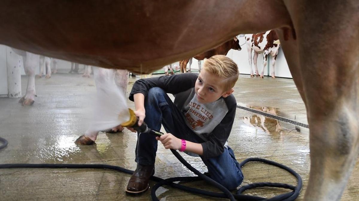 Fairmont 4-H member Alex White, 12, sprays down the underside of his Jersey cow Milkshake in 2017 in preparation of the Big Fresno Fair. An outbreak of Avian flu at three Central Valley dairies could change dairy exhibits this year.