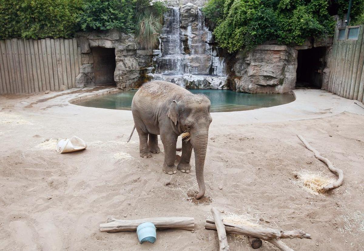 Kara the elephant, shown munching on hay at the Chaffee Zoo in 2010, died Wednesday, June 7, 2017.