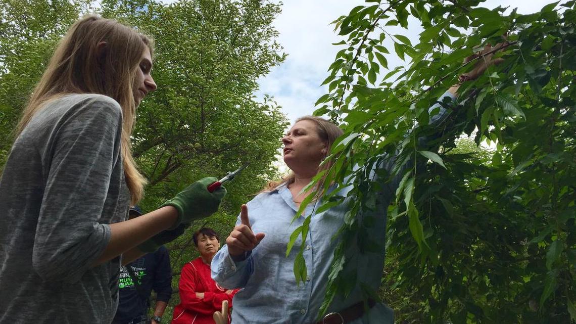 
Aesthetic pruning hobbyist Dawn Truelsen, right, instructs Central High freshman Alissa Hayes at the Shinzen Garden.
