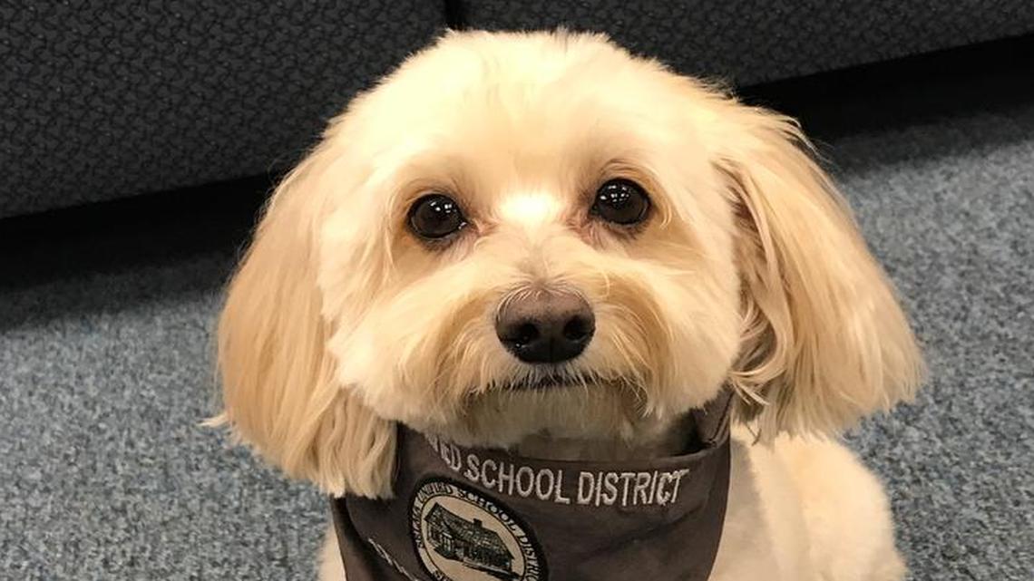 Jeter is a therapy dog in Selma Unified School District.
