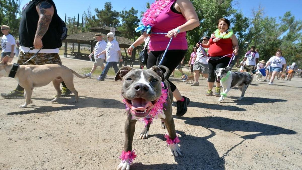 Diamond, a 6-month-old pit bull of Tulare, takes the lead at the Bully Walk 2015 at Woodward Park in Fresno in May.