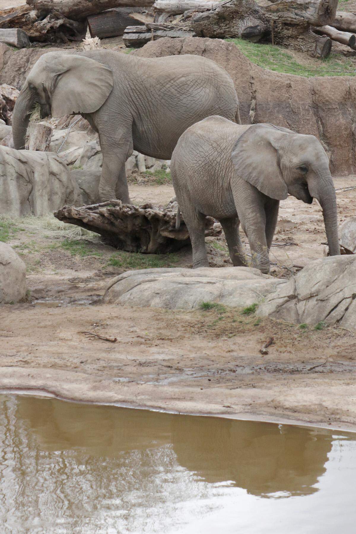 Fresno Chaffee Zoo welcomed two African Elephants Oct. 16., 2018. The elephants came from the Dallas Zoo.