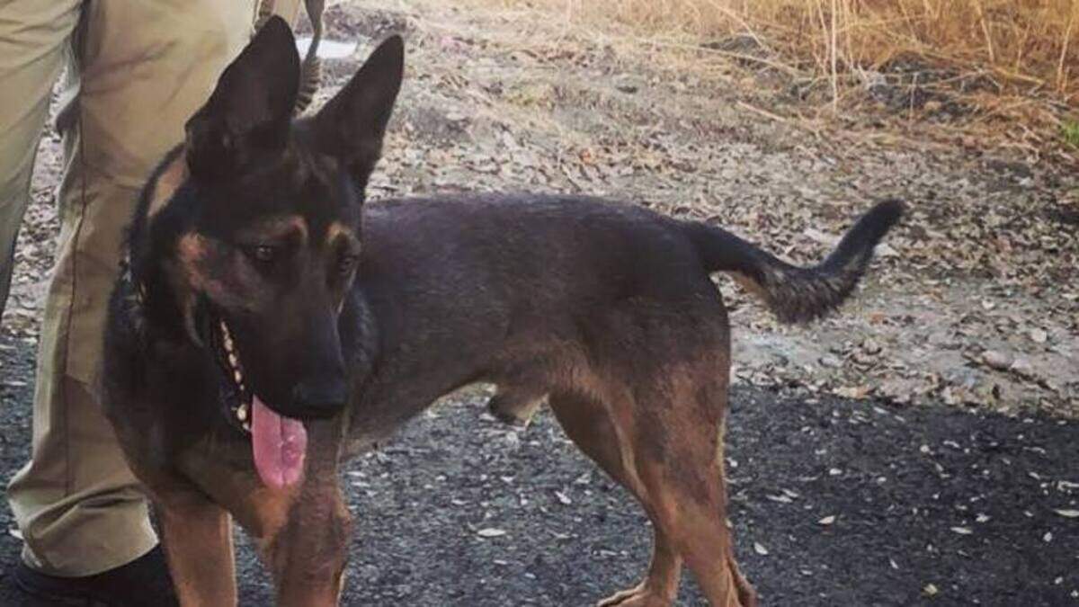 Tulare Police Department K9 Bane was killed in action Dec. 9, 2018.