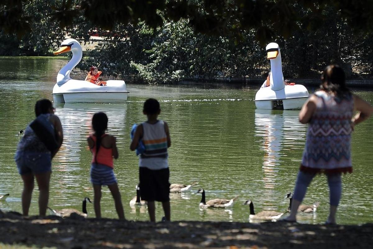 Visitors watch from shade as a pair of swan boats are paddled at Roeding Park in Fresno in this Bee file photo. 