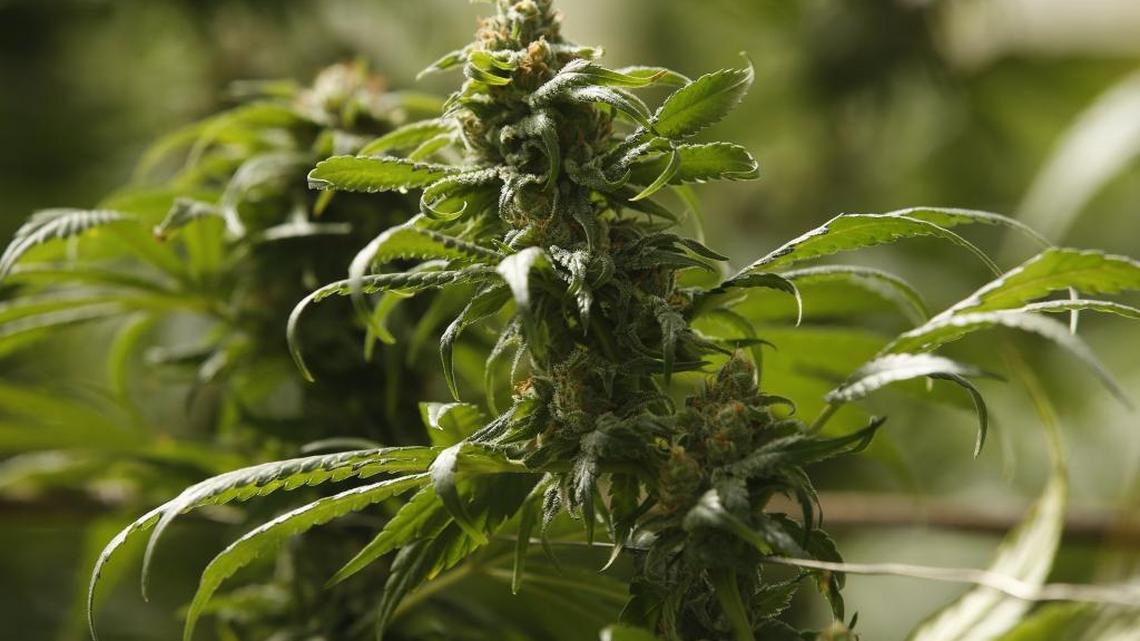 Proposition 64 legalized recreational marijuana in California and will create sweeping changes in conservative Fresno County.