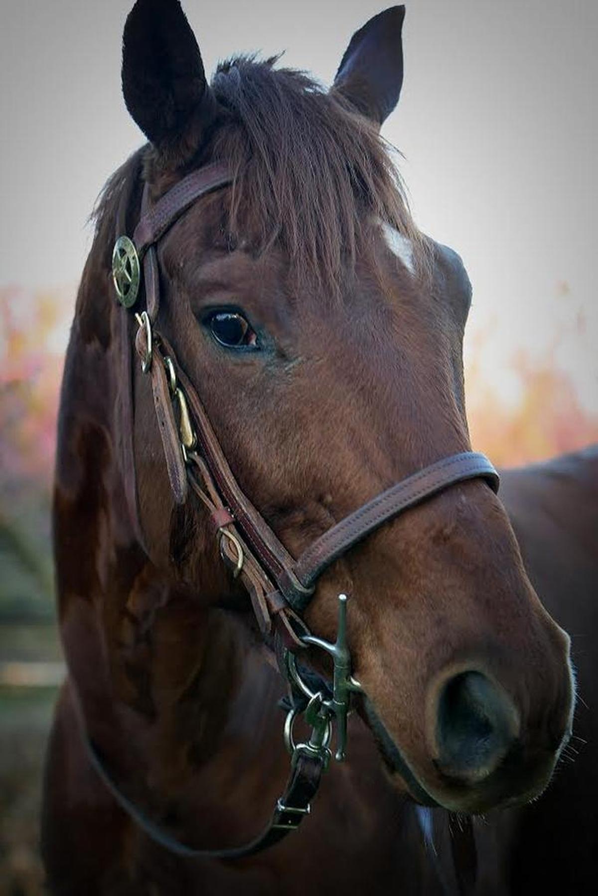 Justice the horse