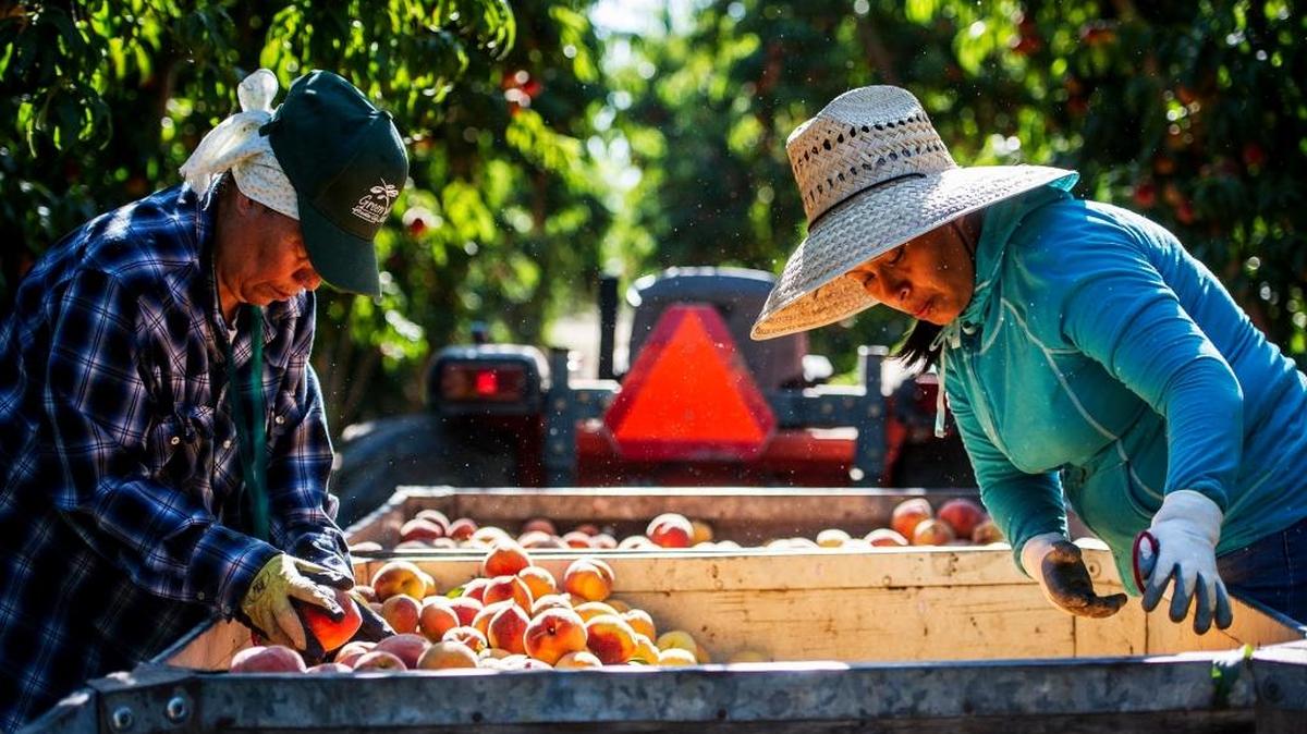 Maria Mata, left, and Roselia Reyes, right, both of Merced, sort through freshly picked Angelus peaches at Weimer Farms in Atwater. This year, the California State Fair will feature an exhibit about the contributions farmworkers have made to feeding the state, nation and world.