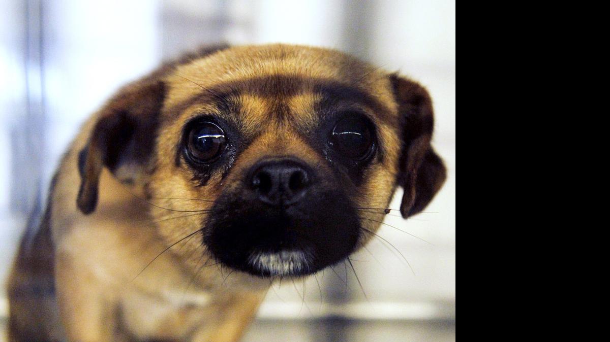 
A small dog stares out from its cage in the barn at Liberty Animal Control on Monday, June 1, 2015 in Fresno, California.Liberty Animal Control, which had contracted with Fresno County, has filed for bankruptcy. County officials who want to build a new shelter may soon look for other options since land near its current location (the old coroner’s office near downtown Fresno) is becoming increasingly difficult to acquire.
