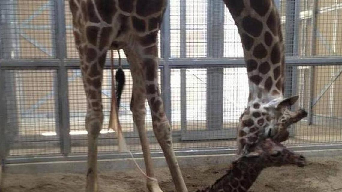 
Fresno Chaffee Zoo’s mother and baby giraffe soon after the calf’s birth Sept. 9, 2015.

