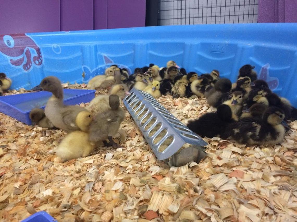 Some of the ducklings in a kiddie pool that were found in a truck trailer Friday in Fresno.