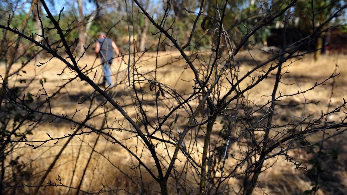 
Robert Haflich walks through the family’s former orchard, now a small collection of dead trees behind their home in a rural Madera neighborhood in this 2014 photo. The family’s home is in limbo because it is in the path of a high-speed rail overpass. They have waited for more than a year for an offer from the state to buy the property.
