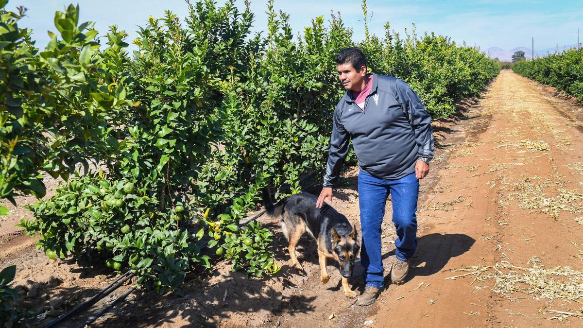 Antonio Cabrera walks among the lemon trees with his dog Bakhu on his farm in Reedley on Tuesday, Oct. 19, 2021.