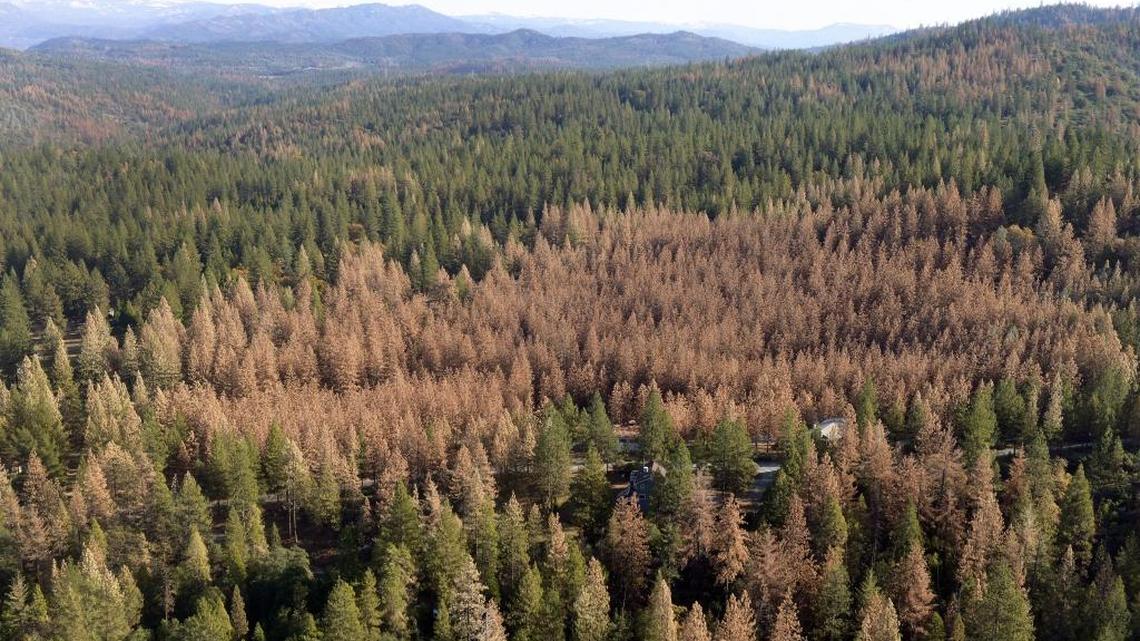 A large patch of dead trees are seen in the Sierra Nevada from a helicopter tour in December. The mostly ponderosa and sugar pine trees are dying off in large numbers around Bass Lake and throughout the Sierra Nevada due to a bark beetle infestation brought on by four years of extreme drought in California.