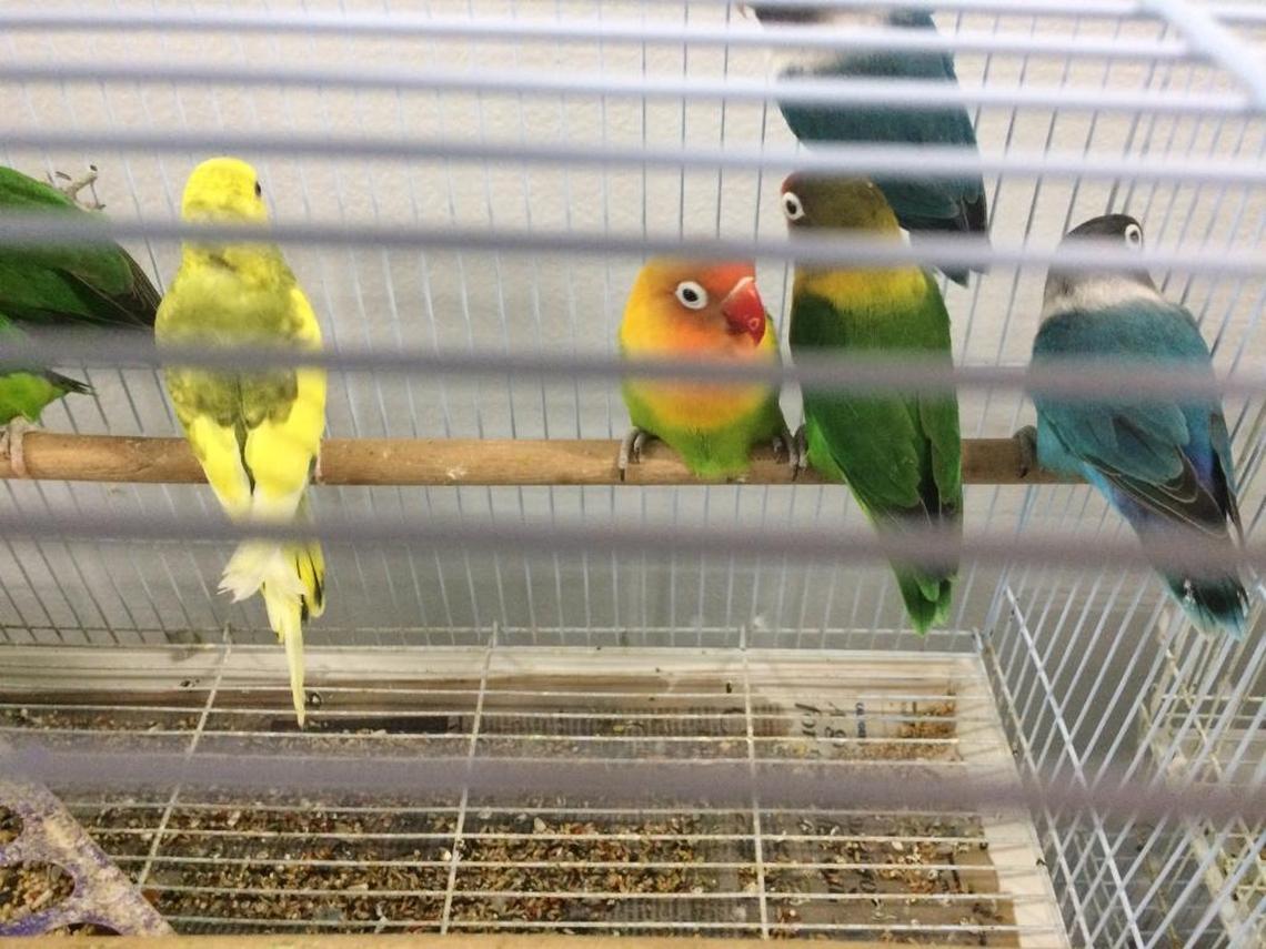 Parakeets and lovebirds were among the animals found in a truck trailer Friday in Fresno.