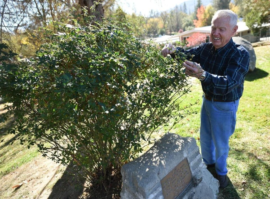 Bob Hunting tends to a Grub Gulch Rose at Oakhurst Community Center. The bush is a descendant of roses planted in Grub Gulch in the 1880s.