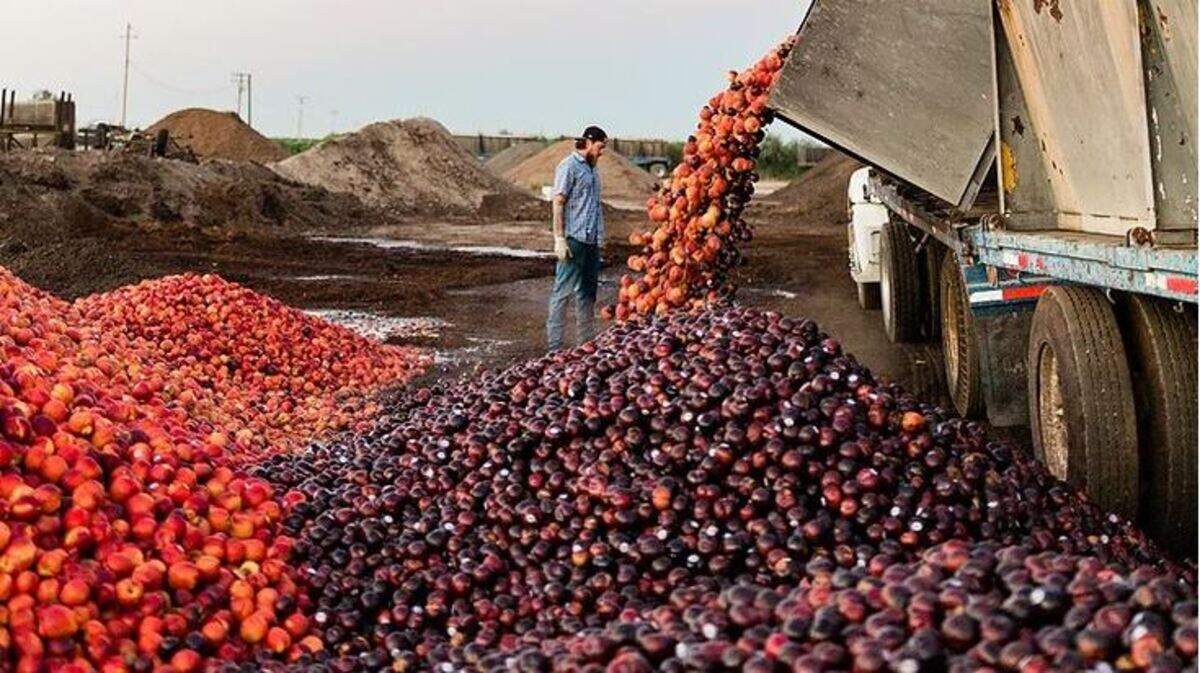 The Ugly Company, based in Kingburg, CA, is a business that sells fruit that may be bruised or damaged, in an effort to keep that food from going to waste.