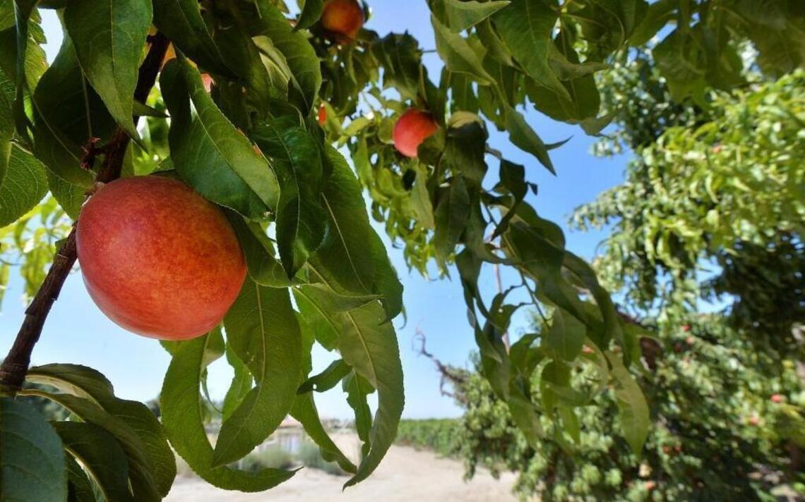See where 13,000 acres of Valley farmland are for sale after Prima Wawona bankruptcy