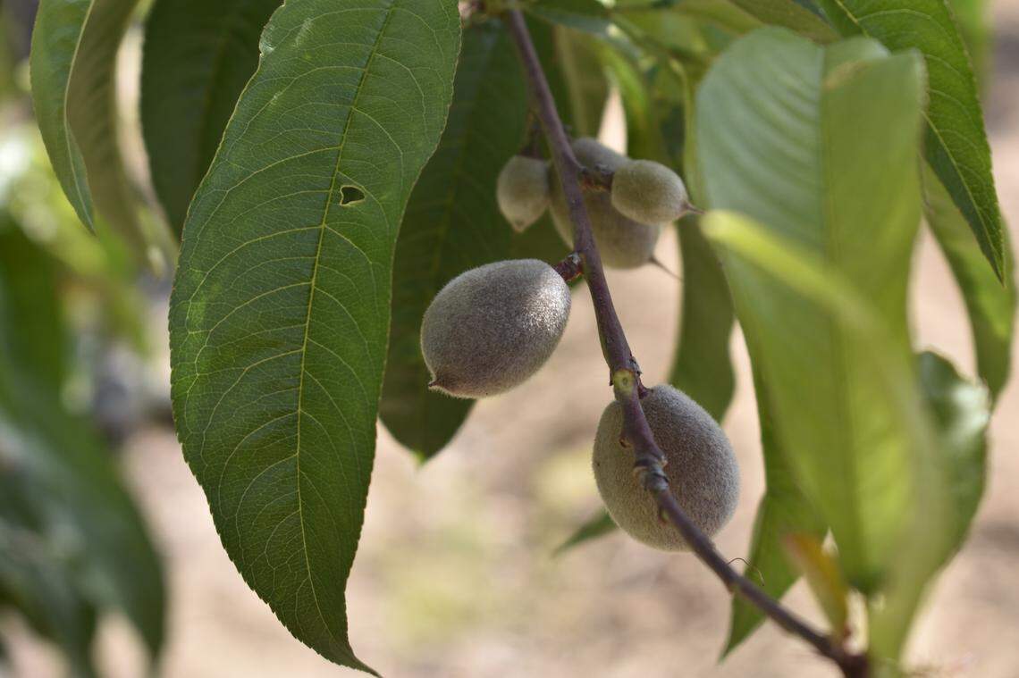 Dozens of peach trees are loaded with unripe and budding fruit at Sweet Girl Farms in Reedley on April 17, 2023. Liset Garcia, the Latina who created Sweet Girl Farms, is concerned about how future rains in the Central Valley could impact her harvest.