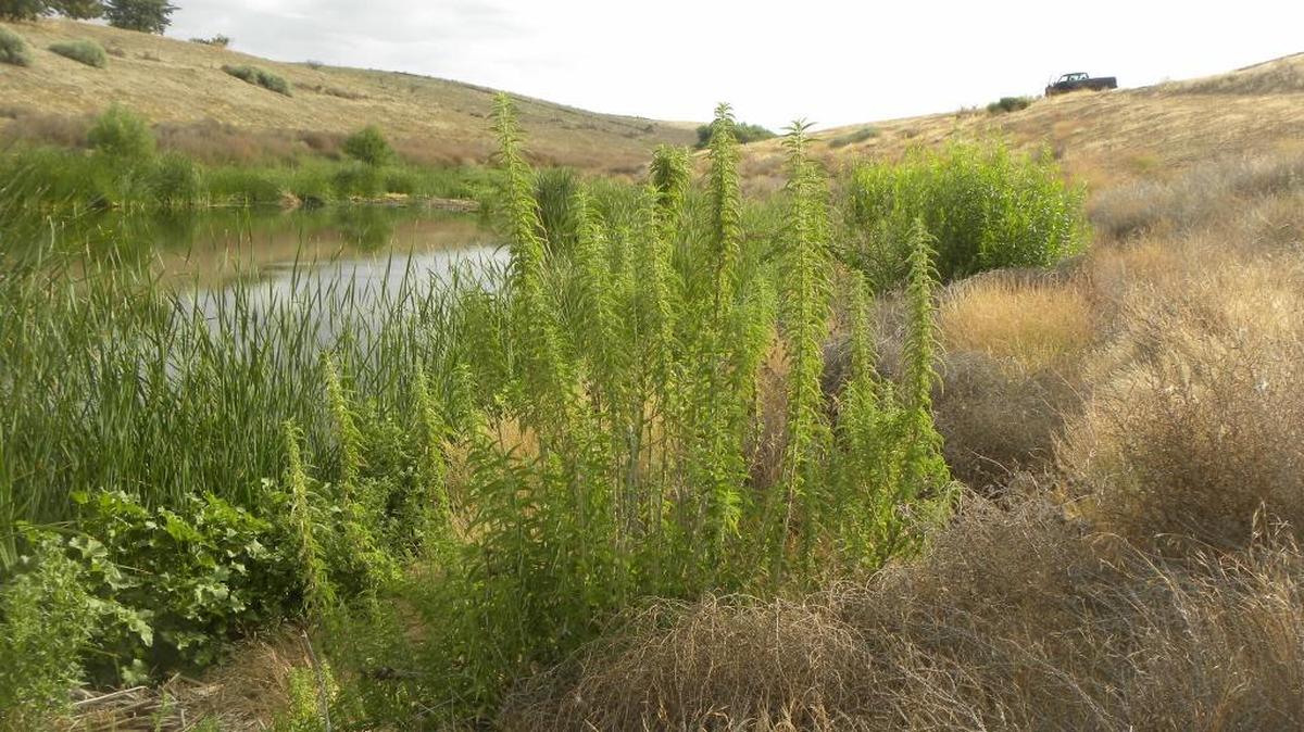 A view of Jenks Pond on Carrizo Plain, land the Carrizo Plain Conservancy and the Sequoia Riverlands Trust are set to restore.