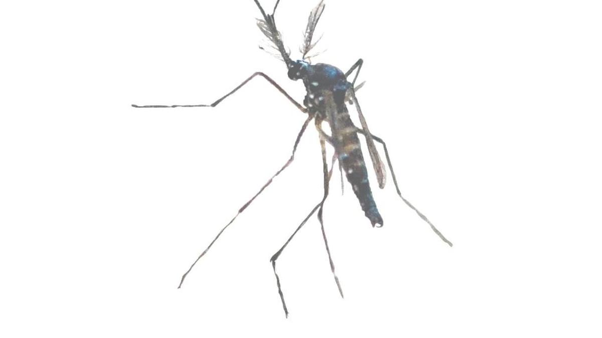 
An adult male mosquito

