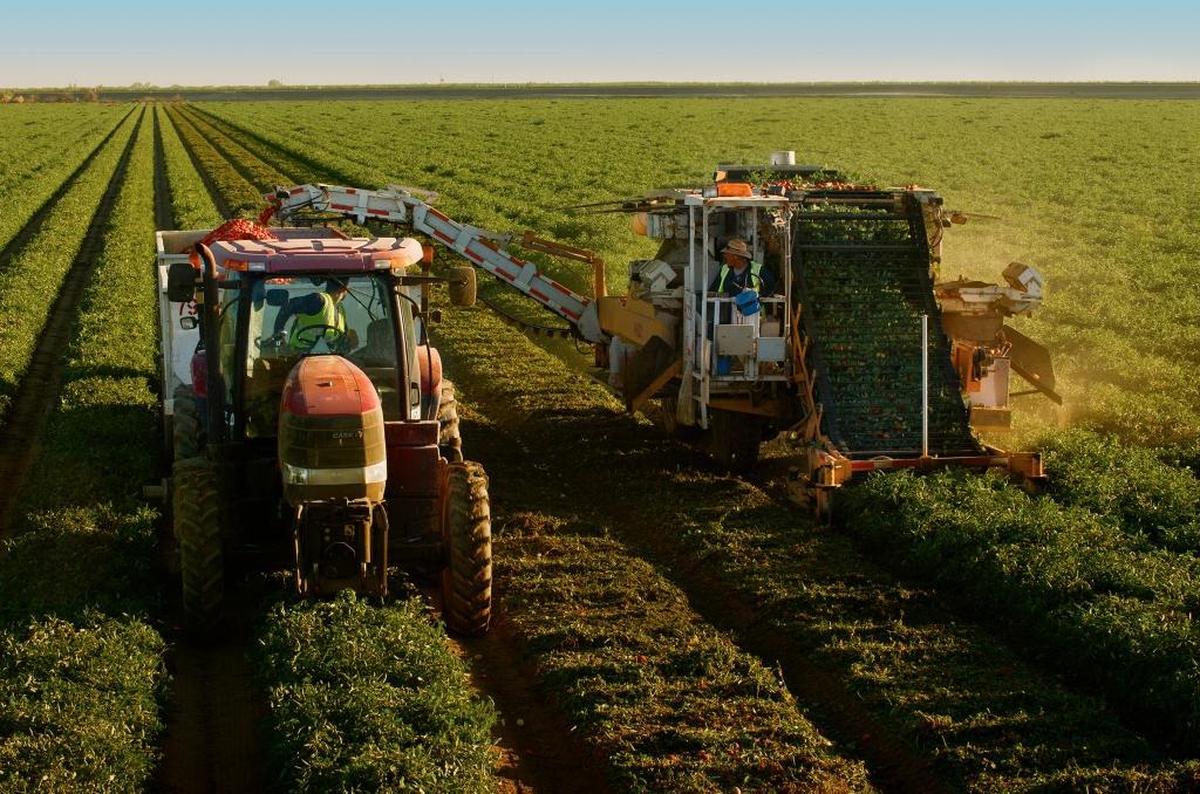 A tomato harvest in the Westlands Water District.