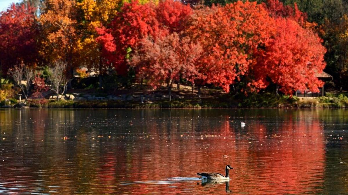 A Canada goose floats by trees displaying brilliant fall color on the lake at Woodward Park on a warm, clear day in Fresno Monday. An approaching storm will knock daytime temperatures down to the low 50s by Wednesday.