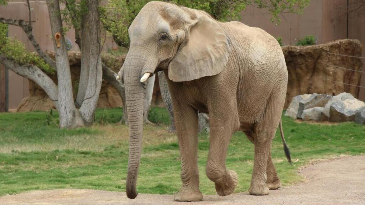 Amy the elephant has died at Fresno Chaffee Zoo