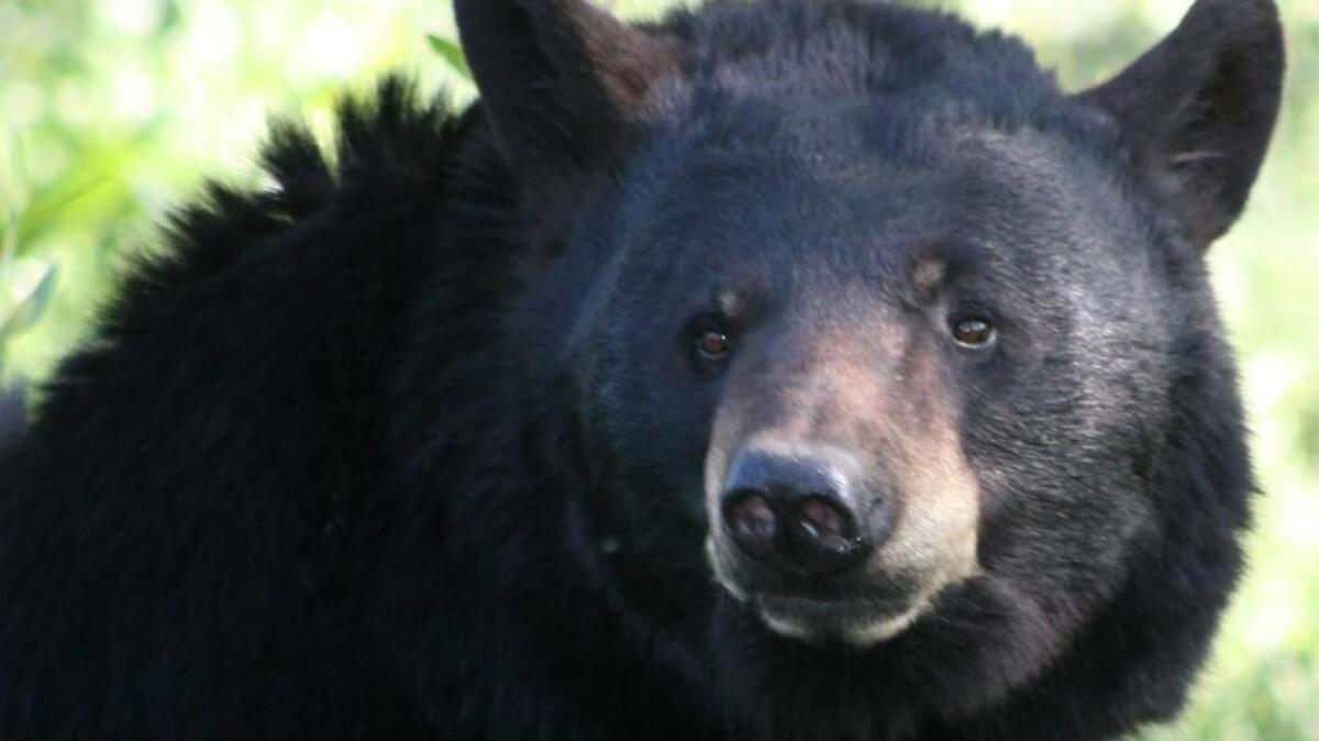 
File image of a black bear.
