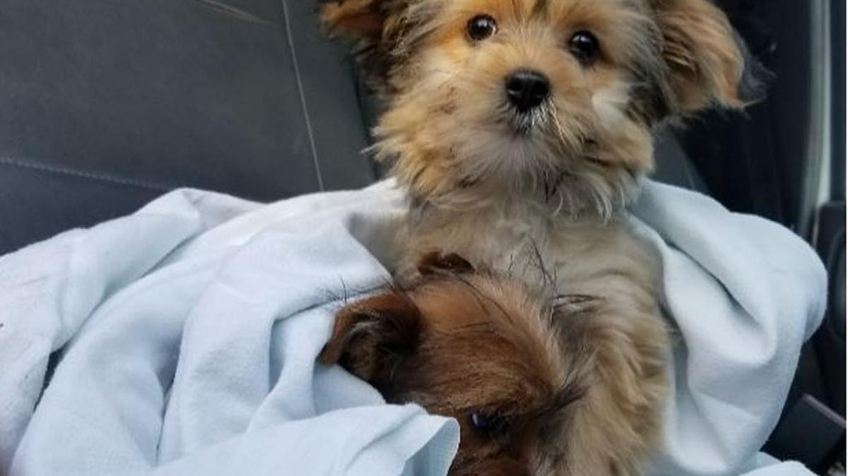 Parlier police officers saved two puppies from a garage fire on Tuesday, Dec. 19, 2017.