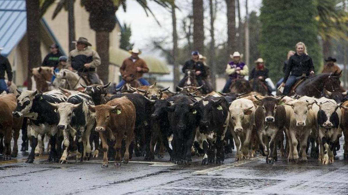 A herd of cattle gets pushed through downtown Chowchilla Friday in the kickoff the annual Western Stampede.