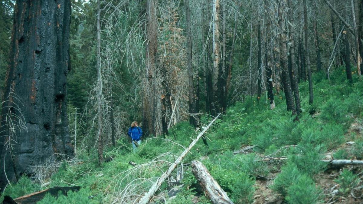 A visitor enjoys new growth in an area that got burned at the Case Mountain giant sequoia grove. A recent land donation will allow better public access to the grove.