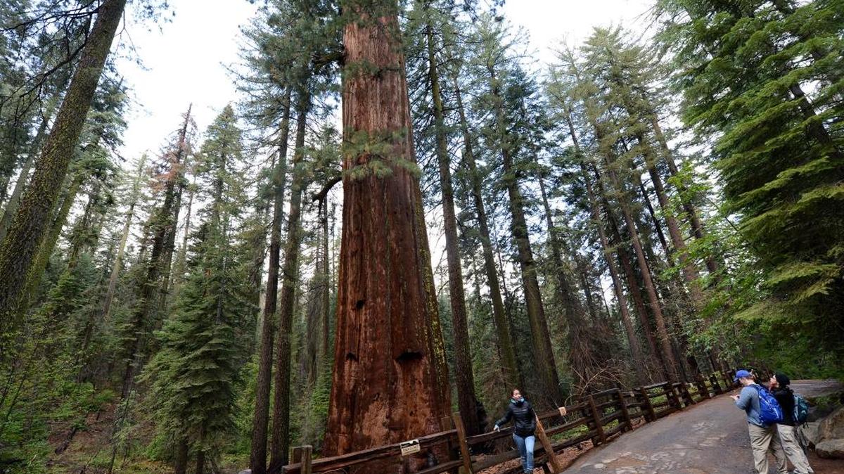 Hikers get a look at a giant sequoia in September 2017 at Tuolumne Grove in Yosemite National Park. The park is offering free admission Saturday and Sunday, Nov. 11-12, 2017, in observance of Veterans Day.