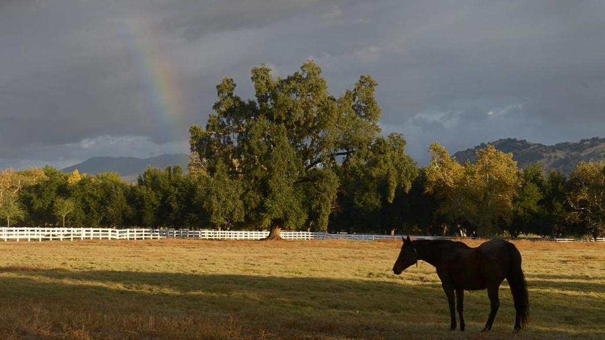 A horse stands in a corral as the hint of a rainbow forms in the clouds behind him late in the afternoon on Tuesday along Trimmer Springs Road east of Sanger.