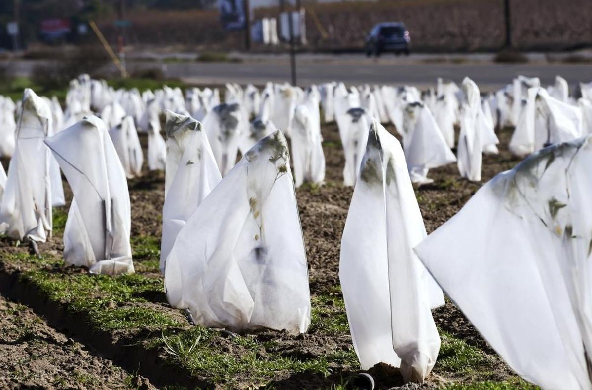 Young trees are shielded from the cold with covers along Manning Avenue Sunday near Reedley.