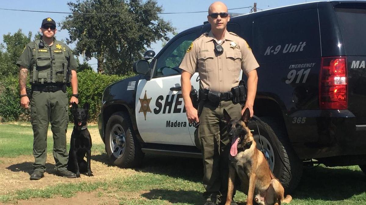 Logan Majeski and and his dog Nacho (back), and Eric Jackson and his dog Gastone (front). The dogs are the newest additions to the Madera County Sheriff’s Office.