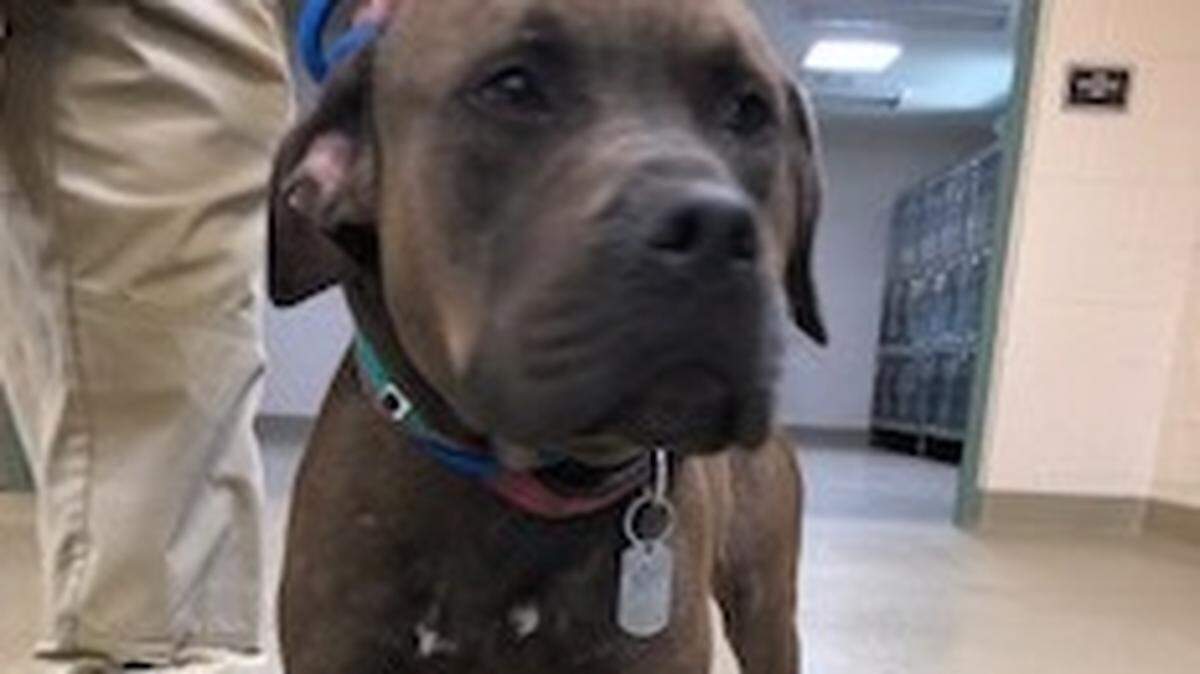 Officials are looking for Choco, a dark brown Mastiff/Staffordshire Terrier mix. The dog has been deemed dangerous and should not be approached.