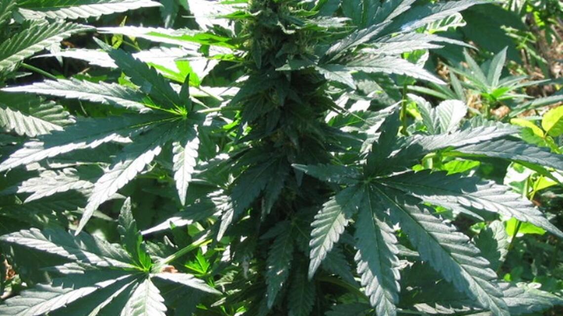 Supervisors in one California county ban commercial growing of recreational pot