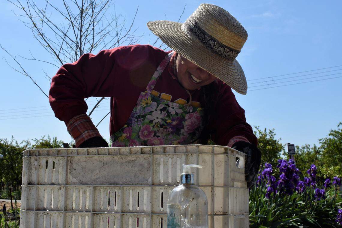 Liset Garcia, the Latina farmer who created Sweet Girl Farms, smiled and giggled as she chatted about her work while cleaning crates in Reedley on April 17, 2023.